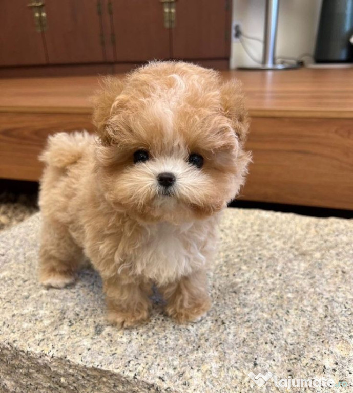 Maltipoo Teacup. ini toy