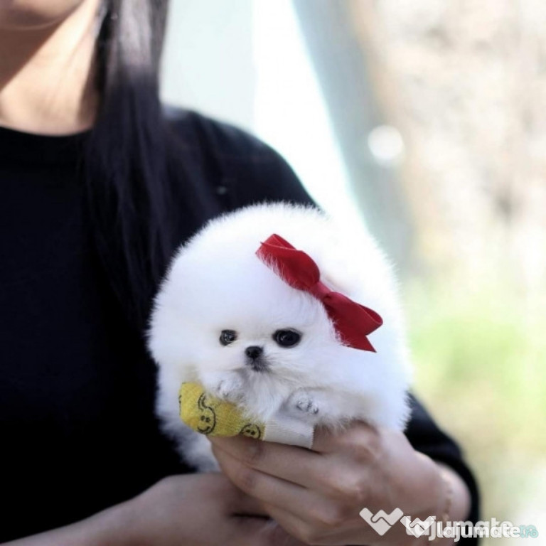 Pomeranian mini boo teeacup