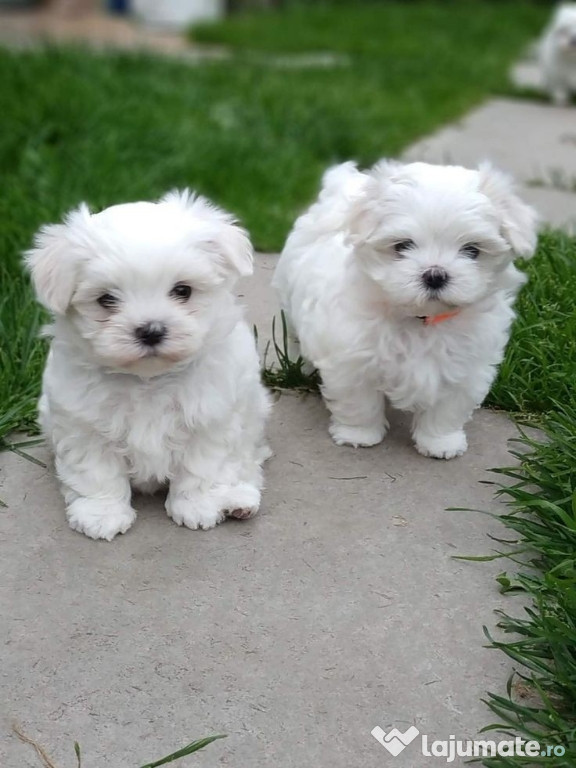 Bichon maltez mini toy