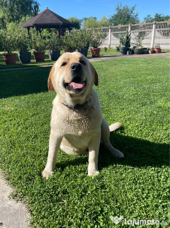 Labrador retriever pentru Monta(mascul)