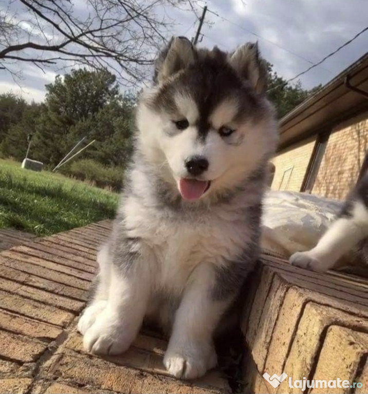 Husky Siberian 2 fetite