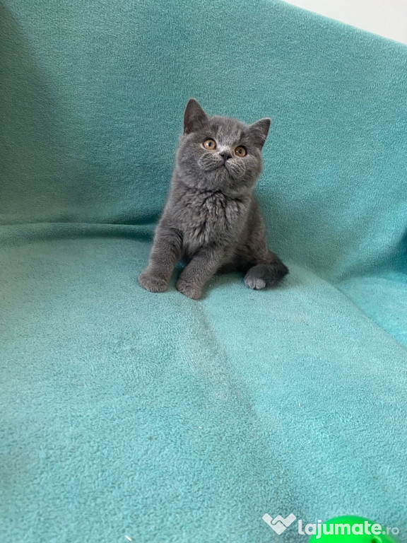 British shorthair băieței și fetițe