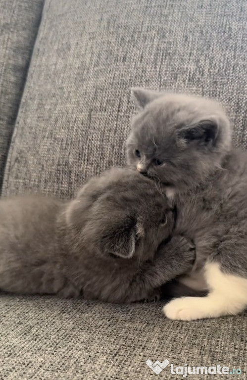 Puiuți British shorthair