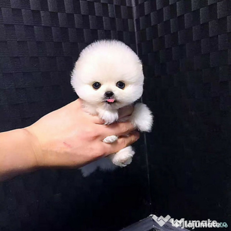 Pomeranian Mini Puppy de buzunar Rasa teeacups