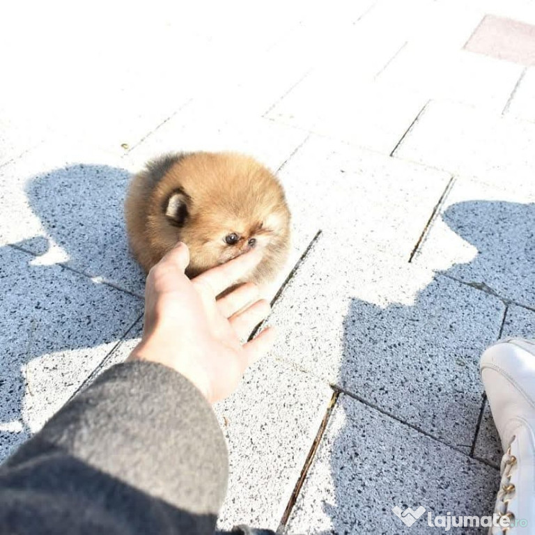 Pomeranian Mini Boo ursuleț teeacup