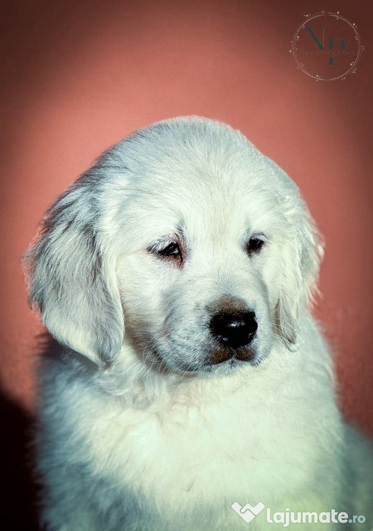 Cățeii Golden Retriever