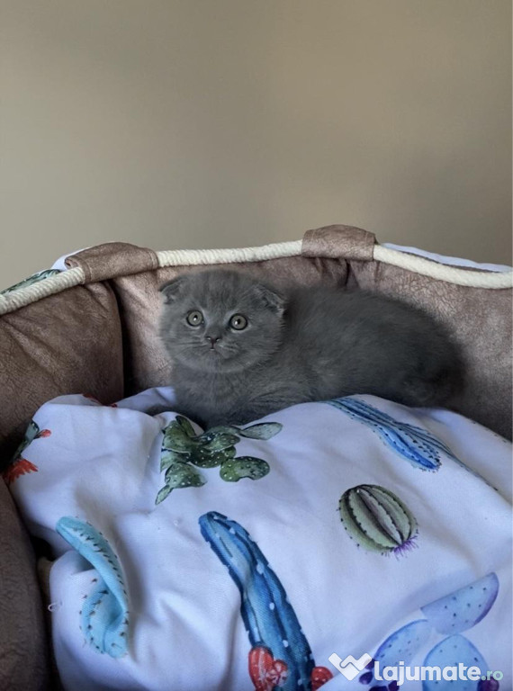 Scottish fold băieței și fetițe