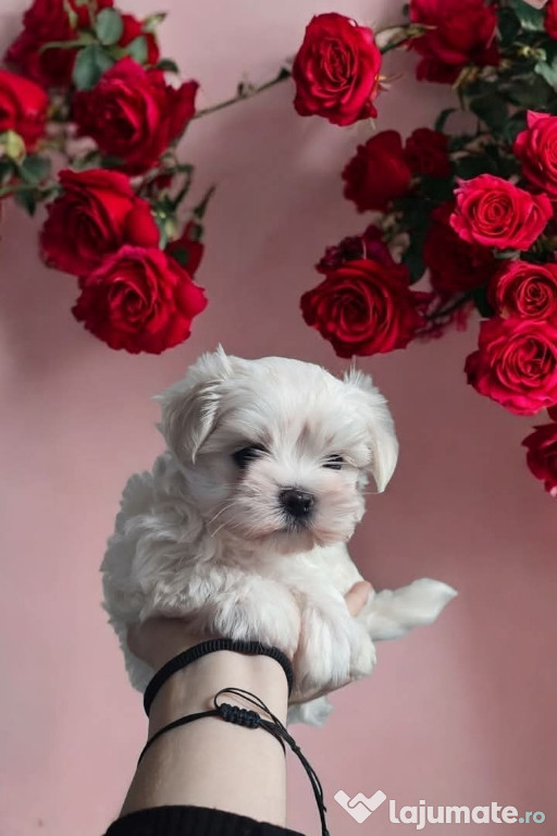 Bichon maltez fetita