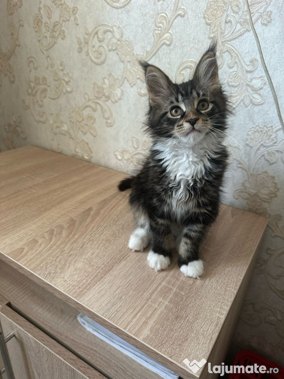 Maine coon băieței și fetițe superbi