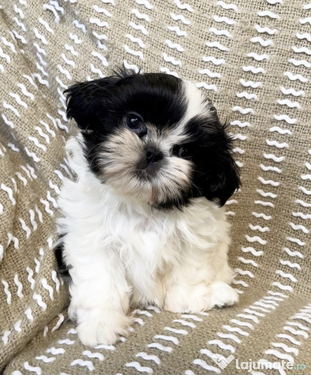 Shihtzu/Shih tzu baietel/fetita