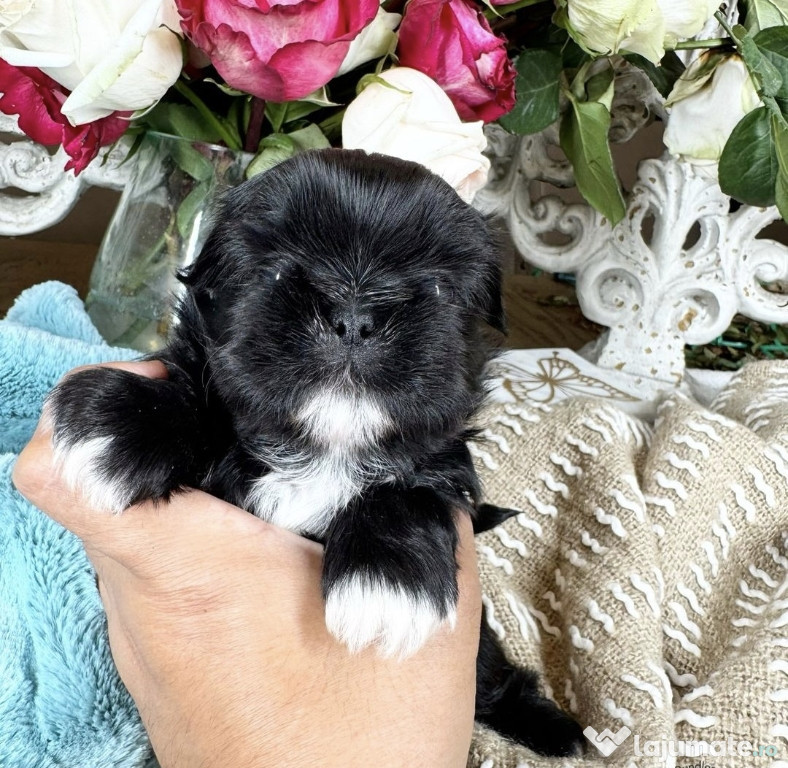 Shih Tzu/Shihtzu baietel/fetita