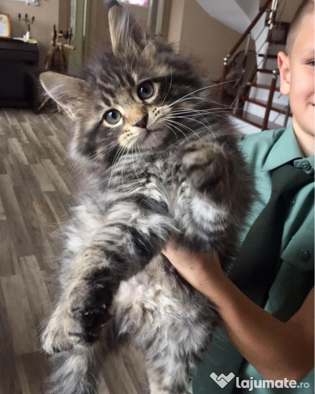 Maine Coon băiețel