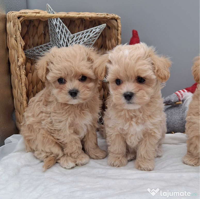 Maltipoo talie mică băieței și fetițe