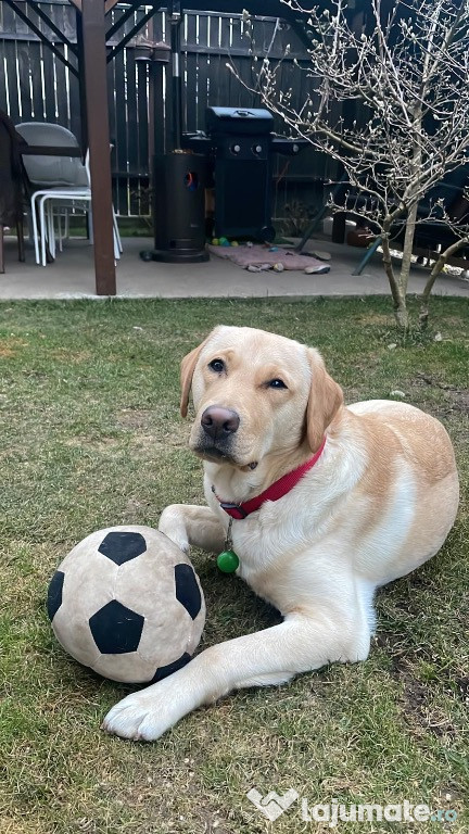 Labrador, de vanzare