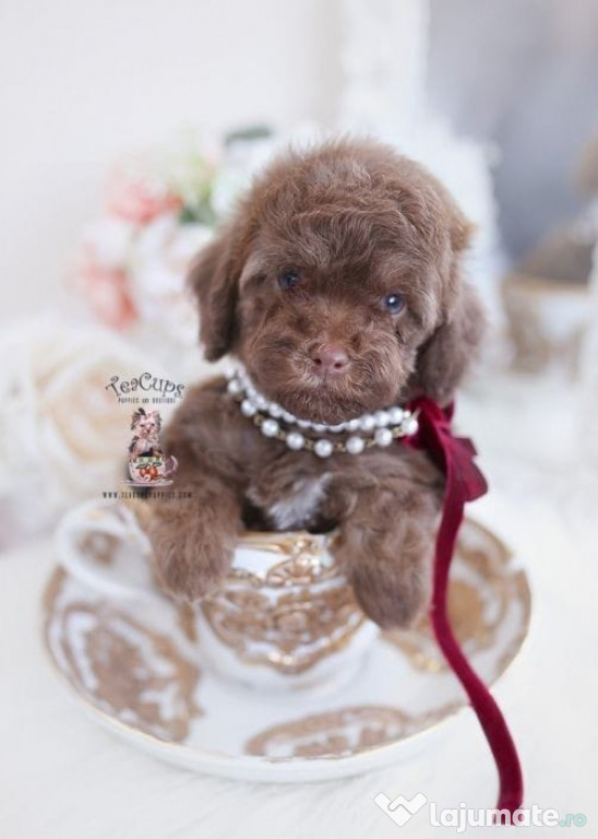 Maltipoo poodle mini toy