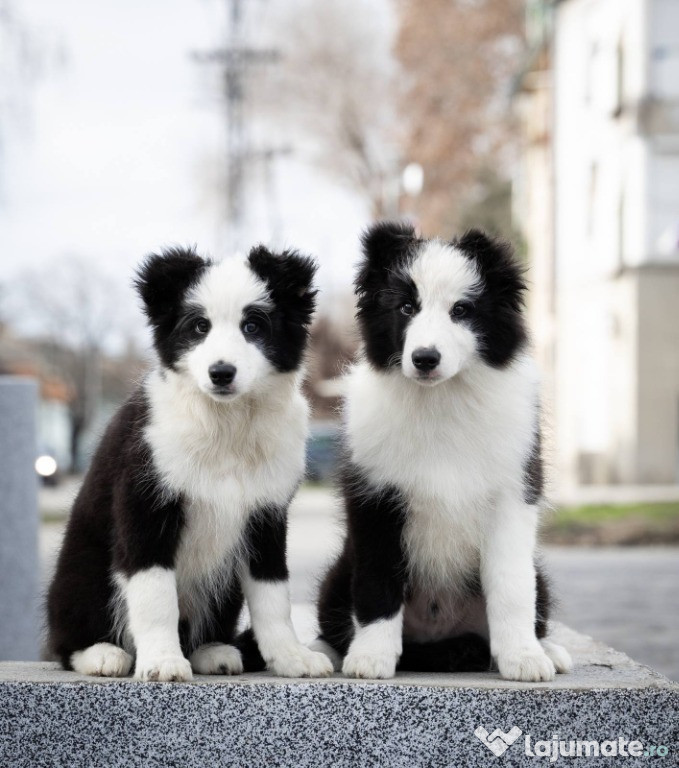 Pui de Border Collie