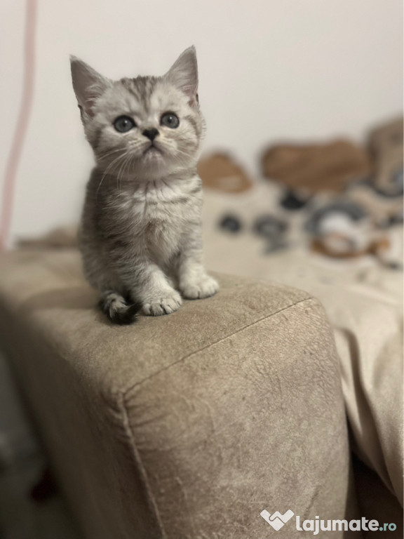 British shorthair pisoiași