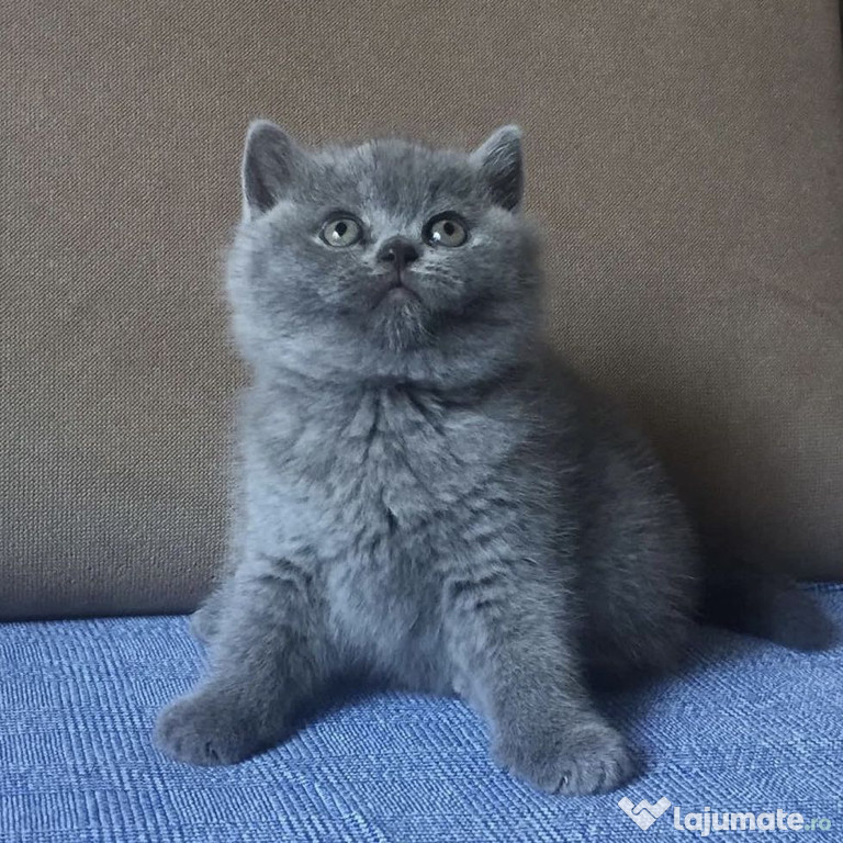 British shorthair motănei și pisicuțe