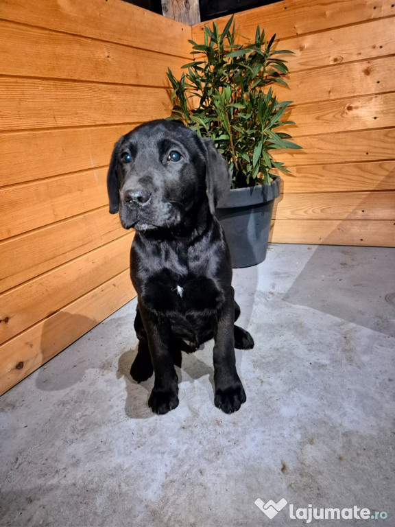 Labrador retriver negru