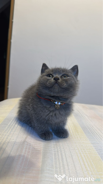 Pisicute British shorthair