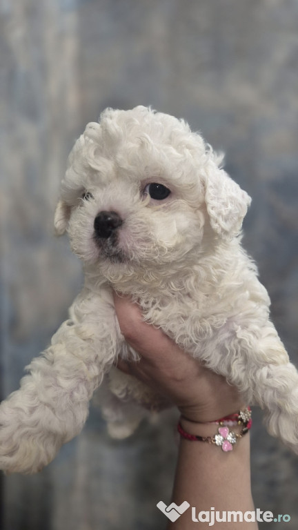 Bichon Maltez/Maltese