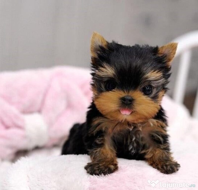 Yorkshire terrier mini toy