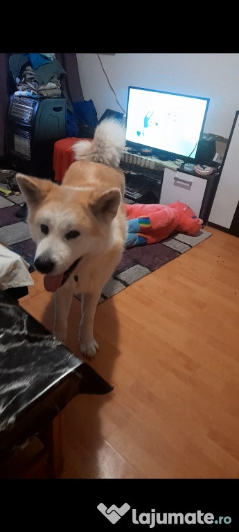 Câine mascul Akita Inu original