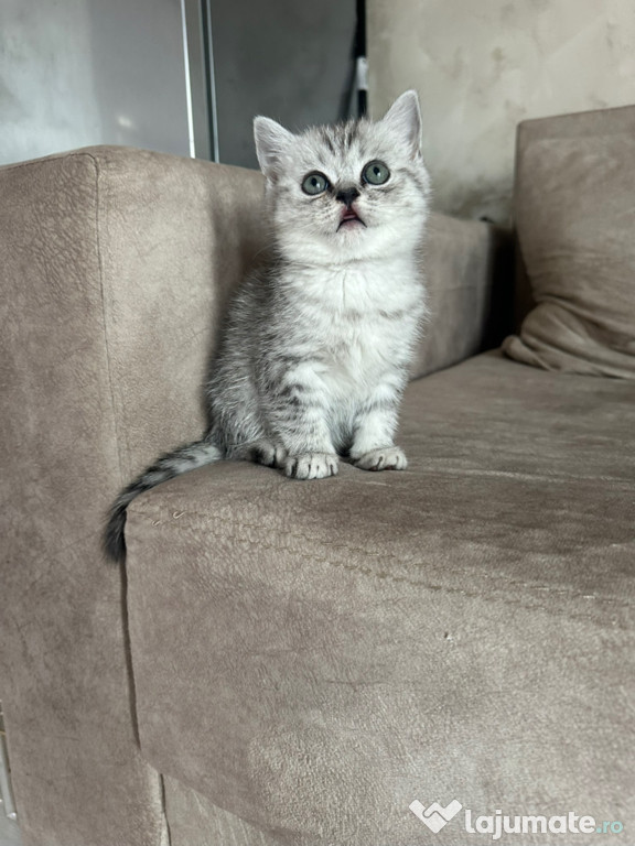 British shorthair băieței și fetițe