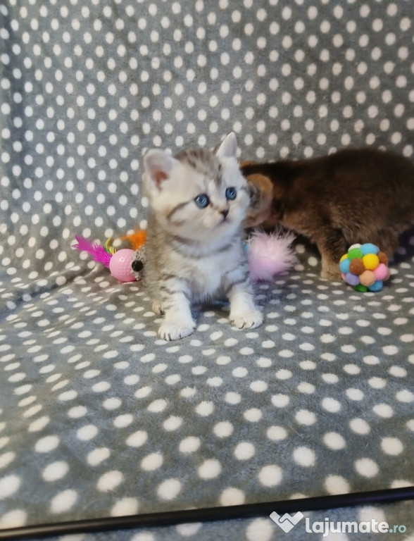 British shorthair băieței și fetițe