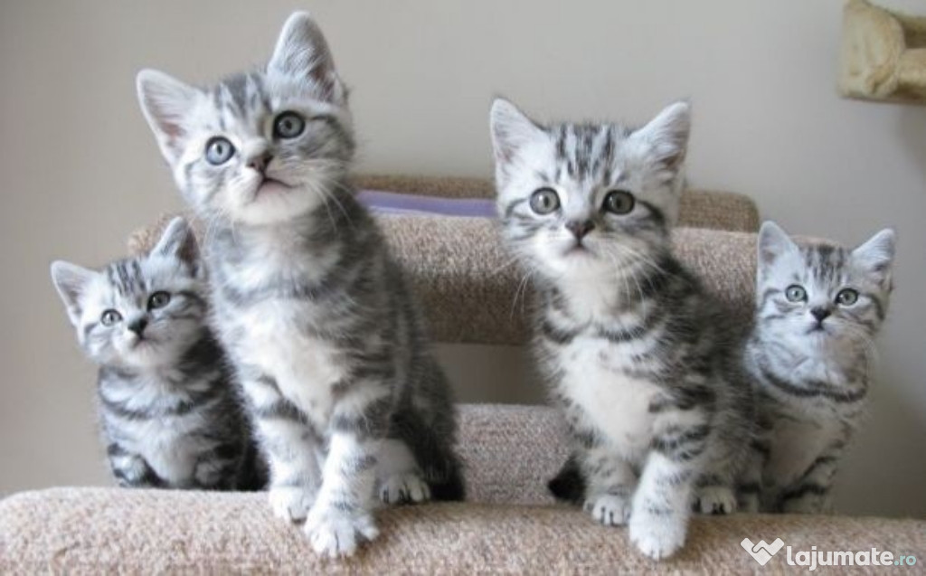 British shorthair pisoiași