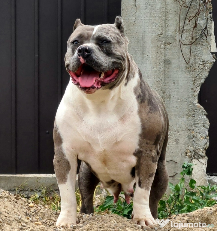 Femela American bully xl