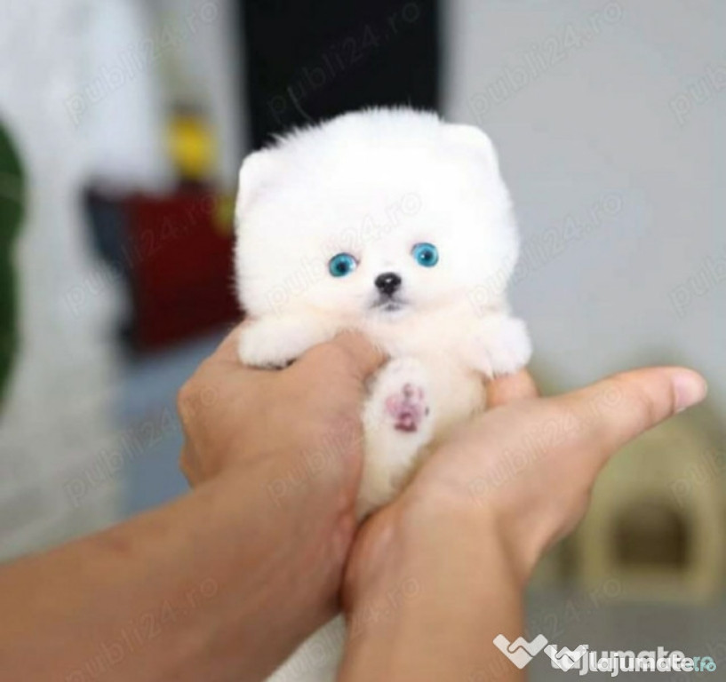 Pomeranian Mino toy ursulet asigur transport