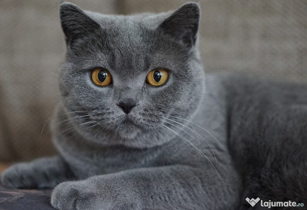 Chartreux pui disponibili imediat