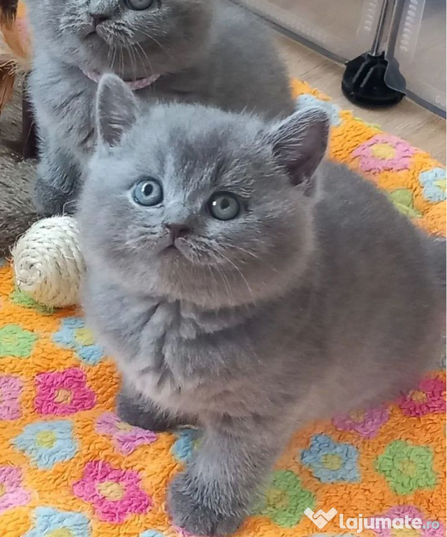 British shorthair băieței și fetițe