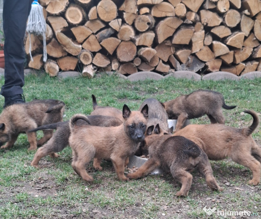 Ciobănesc belgian de malinois