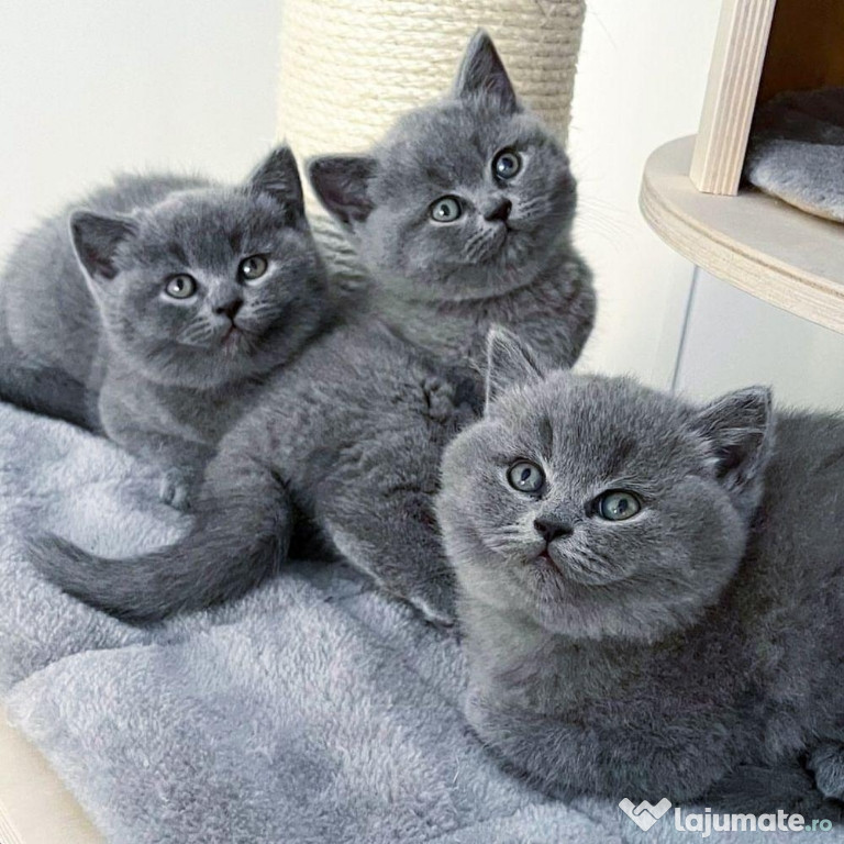 British shorthair puiuți