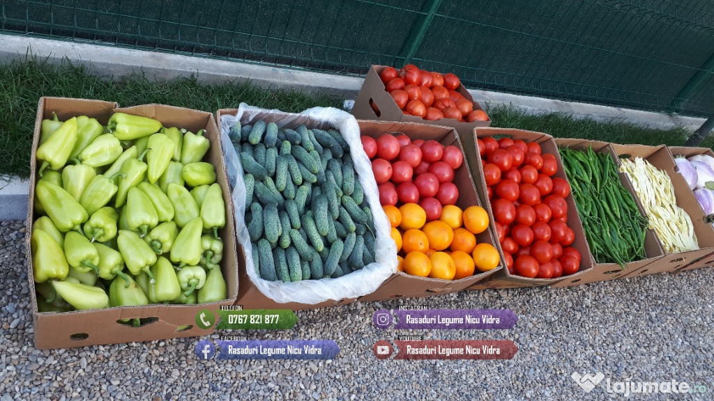 Rasad rosii Rasaduri Legume ardei castraveti vinete salata tomate 2025