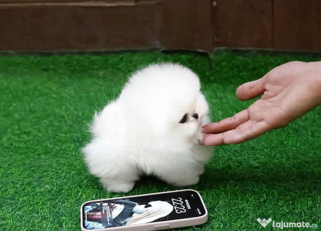 Pomeranian mini boo