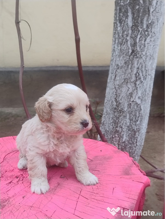 Bichon maltez pui în vârstă de două luni