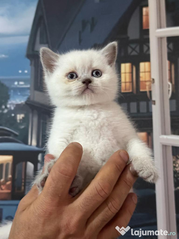 British shorthair