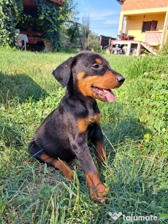 Vând pui femelă rasa Doberman