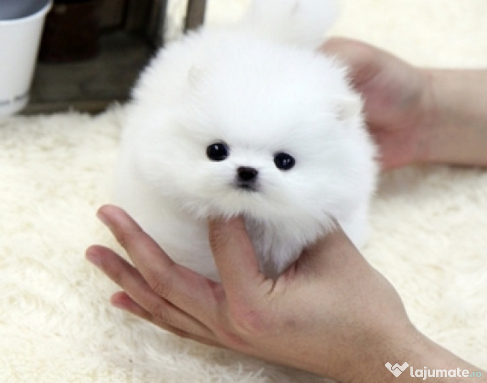 Pomeranian mini toy