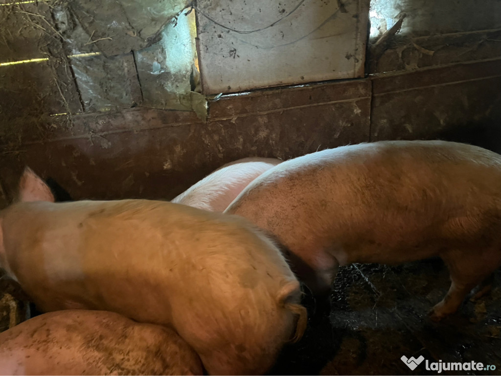 Porci și purcei de vânzare