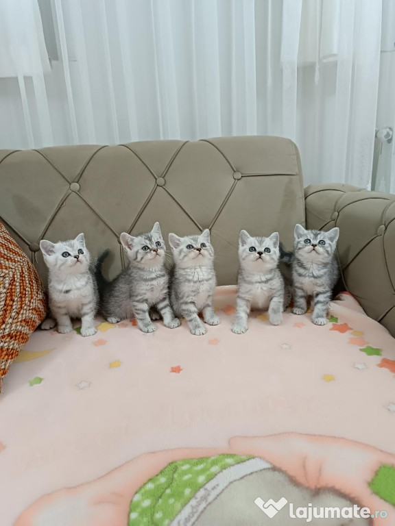 British shorthair puiuți superbi