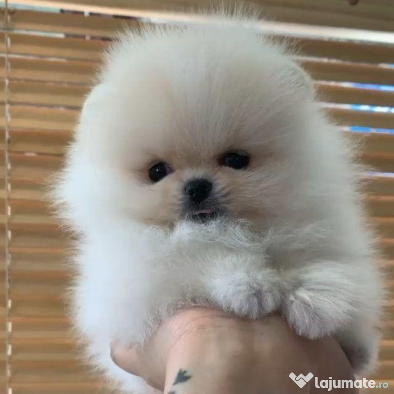 Pomeranian boo mini