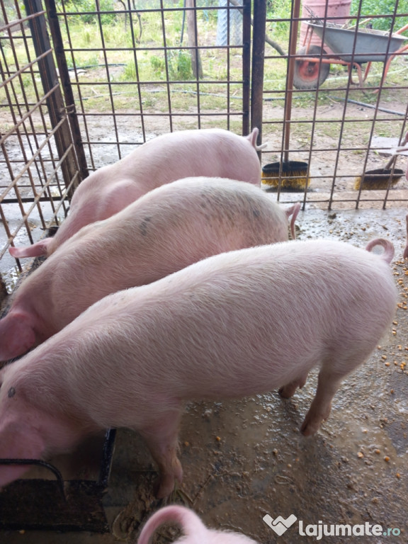 Disponibili,!landrace de carne!