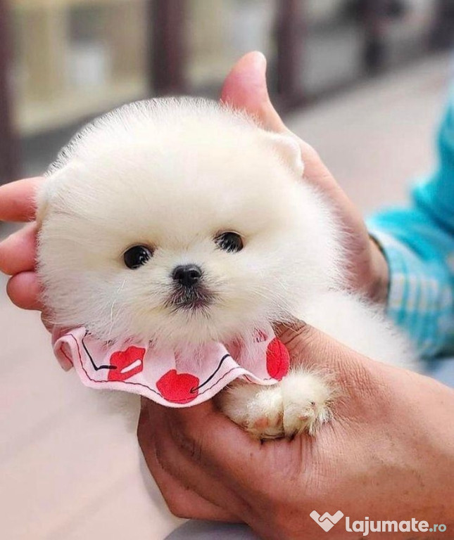 Pomeranian boo tip ursulet