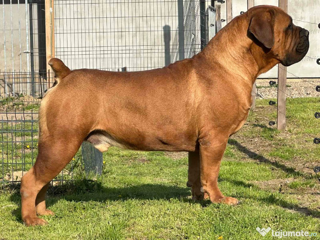 Mastiff Sud-African – Câini Boerboel