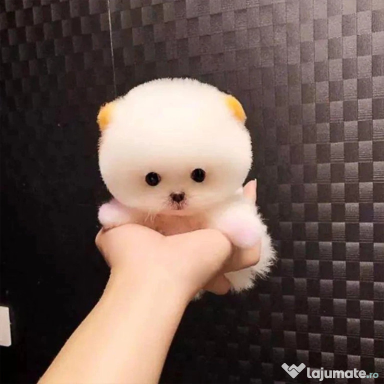 Pomeranian mini boo ursuleț talie de buzunar