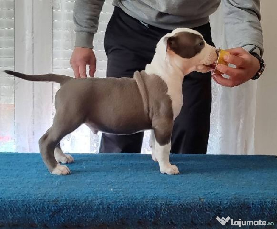 Pui de American Staffordshire Terrier